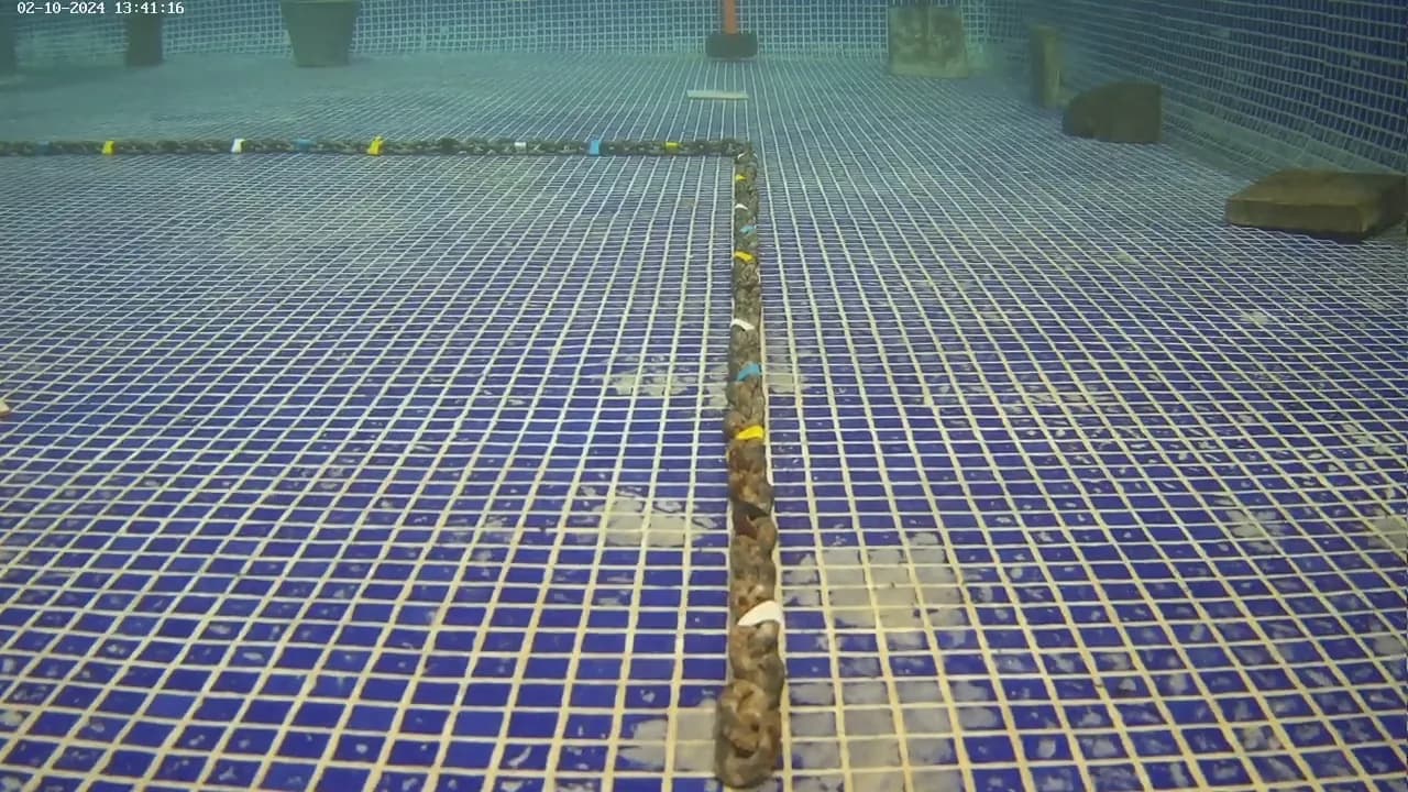 Raw blue underwater frame from the public SUBVO sequence.